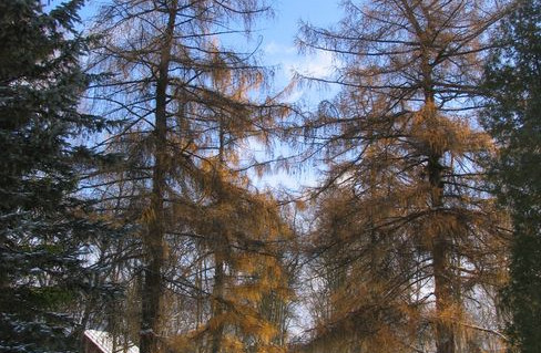 7. Aukštadvario  dvaro parko maumedžiai.jpg